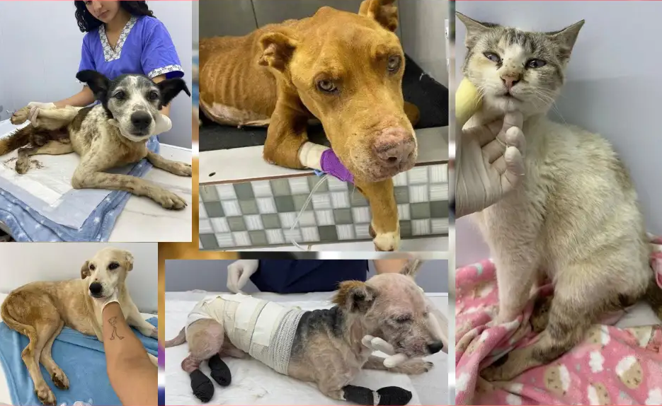 A sobrevivência de centenas de animais depende da sua ajuda!